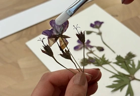 چگونه گل خشک را رنگ کنیم؟ 